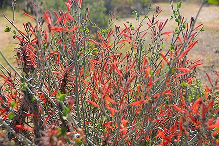 Penstemon, McDowell Mountain Regional Park, March 20, 2015